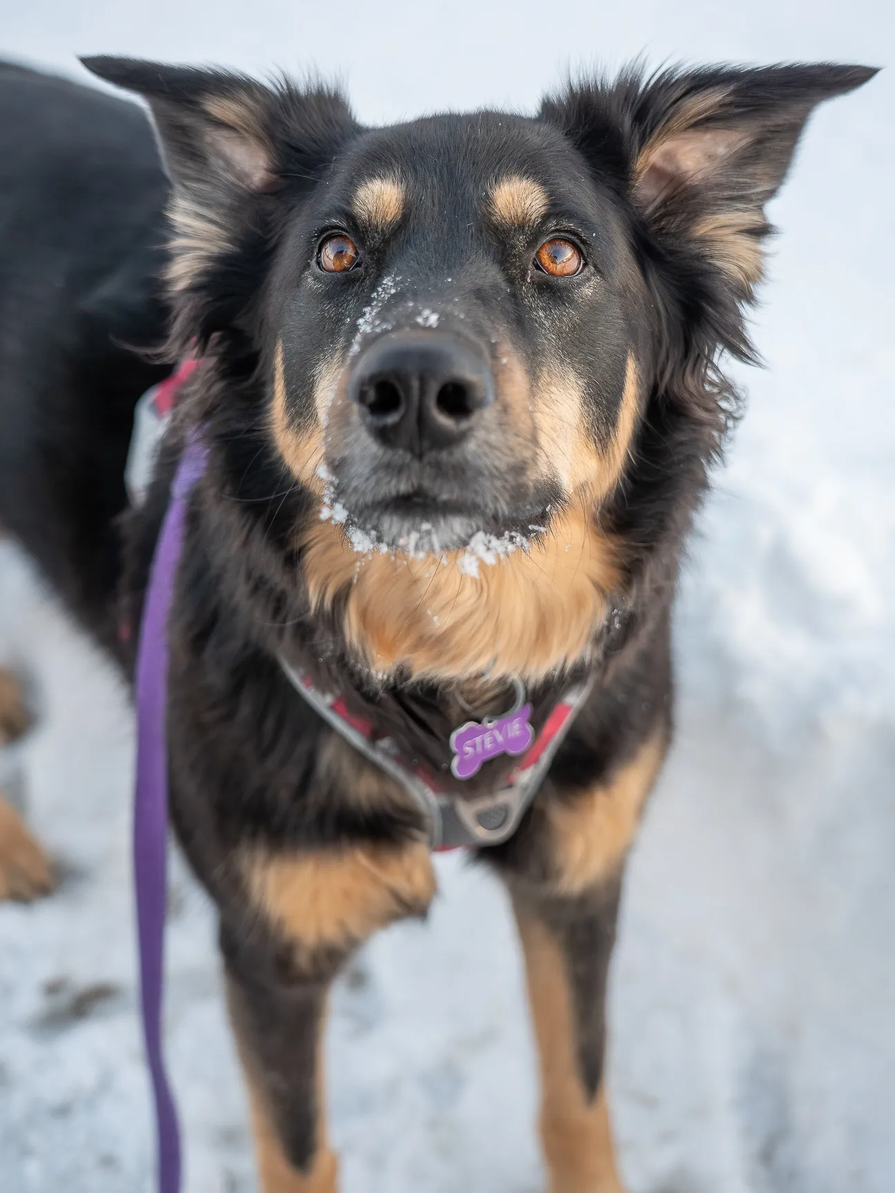 Stevie — Jacob's dog